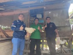 Bantuan CSR PT ANTAM Tbk UBPN Konawe Utara Dongkrak Ekonomi Peternak Ayam Desa Awila